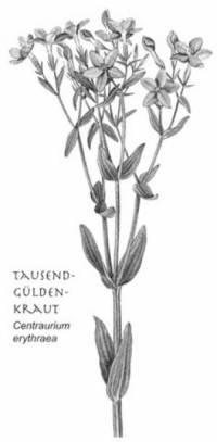 Goldenkraut / Kräuterlikör "Mutters Bester Tropfen"