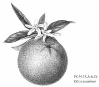 Pomeranze, Orange / Kräuterlikör "Mutters Bester Tropfen"